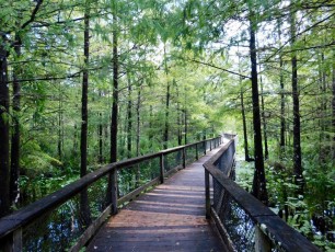 Bird-Rookery-Swamp-Trails-Naples-Floride-8074